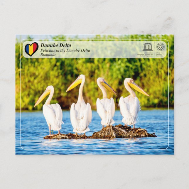 UNESCO WHS - Pelicans in the Danube Delta Postcard (Front)