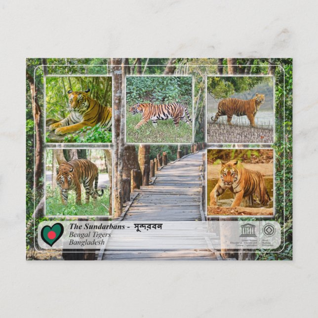 UNESCO WHS - The Sundarbans Postcard (Front)
