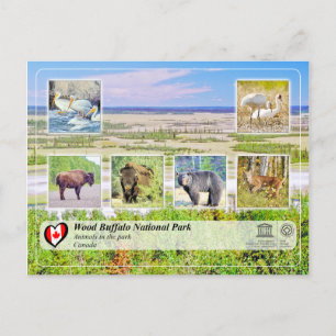 UNESCO WHS - Wood Buffalo National Park Postcard