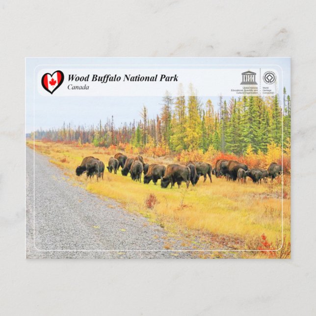 UNESCO WHS - Wood Buffalo National Park Postcard (Front)