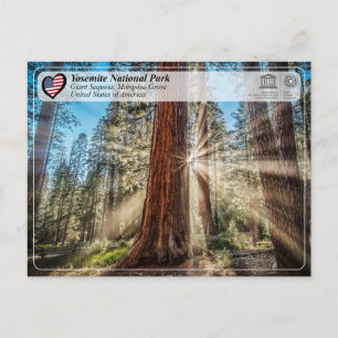 UNESCO - Yosemite National Park - Mariposa Grove P Postcard