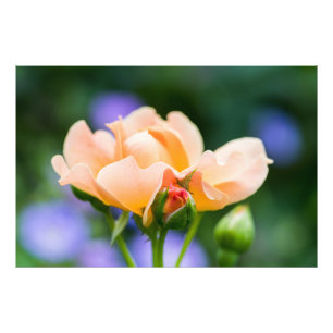 unfolding desire photo print