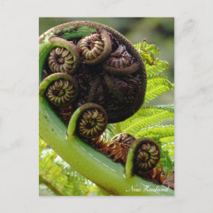 Unfolding Fern, New Zealand, Wilderness Postcard