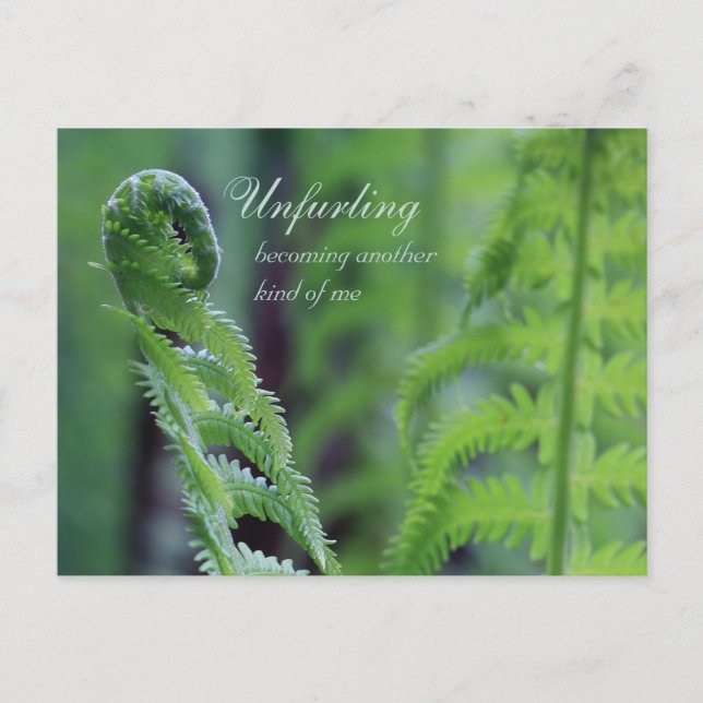 Unfurling fern leaf CC0191 Nature close-up photo Postcard (Front)