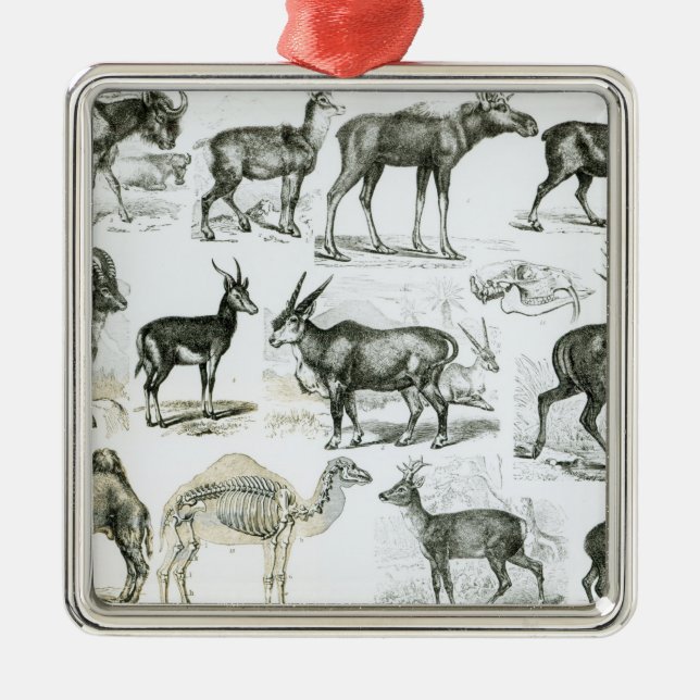 Ungalata or Hoofed Animals Metal Ornament (Front)