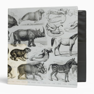 Ungulata or Hoofed Animals Binder
