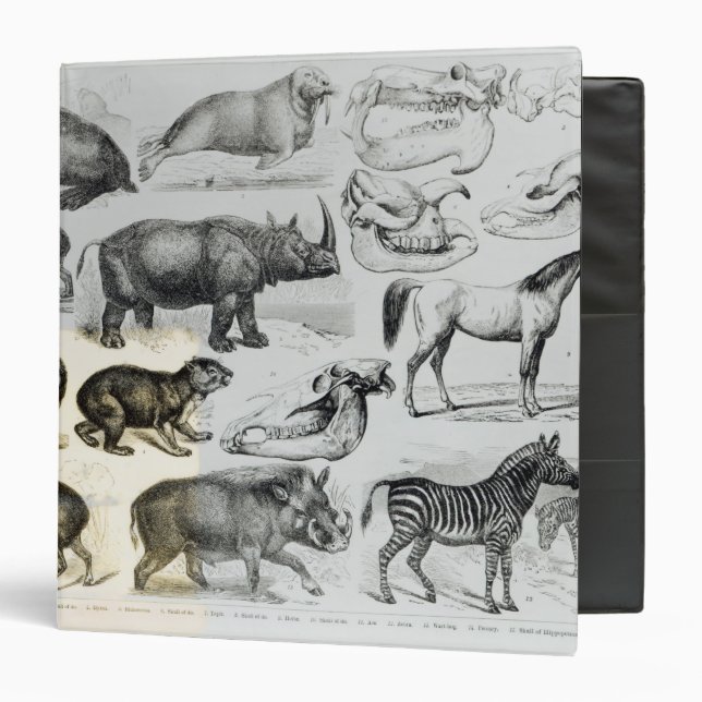 Ungulata or Hoofed Animals Binder (Front/Inside)