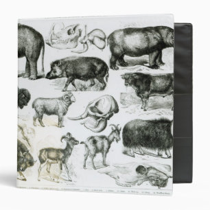 Ungulata or Hoofed Animals Binder