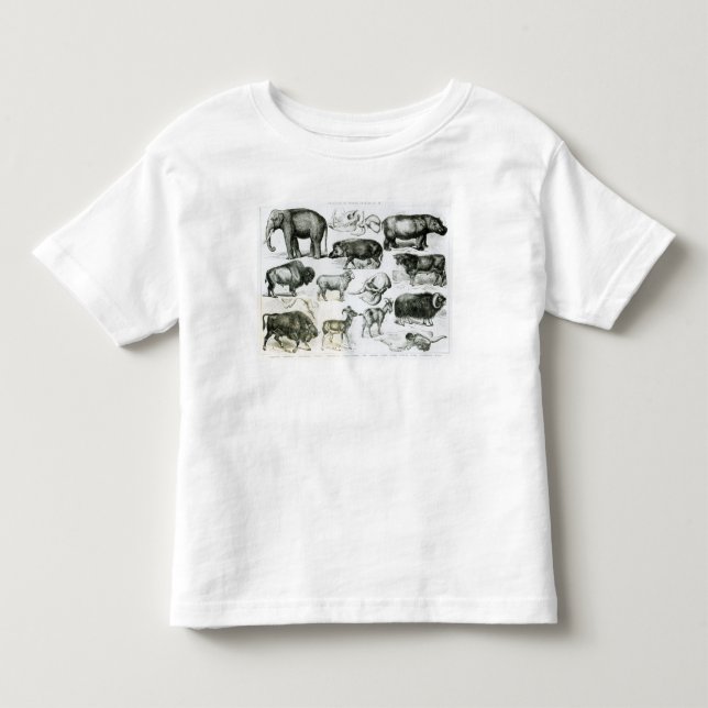 Ungulata or Hoofed Animals Toddler T-shirt (Front)