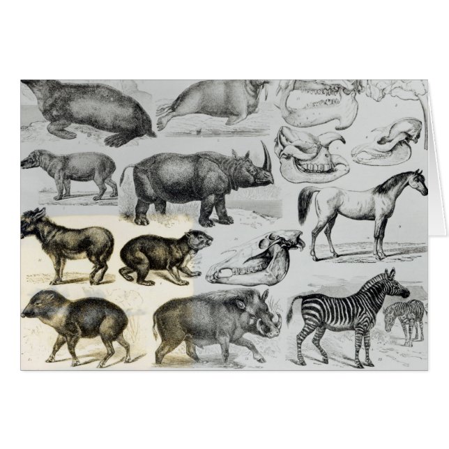 Ungulata ou animaux à sabots (Devant horizontal)