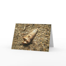 Unicorn Shell on Beach