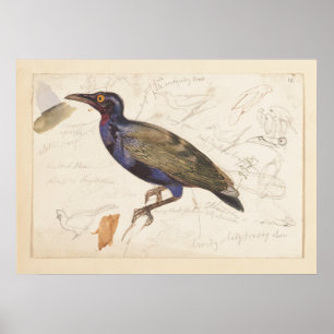 [Unidentified starling].  1835 , Lear, Edward Poster