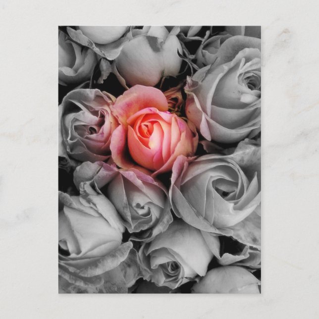 Unique Beauty Postcard (Front)