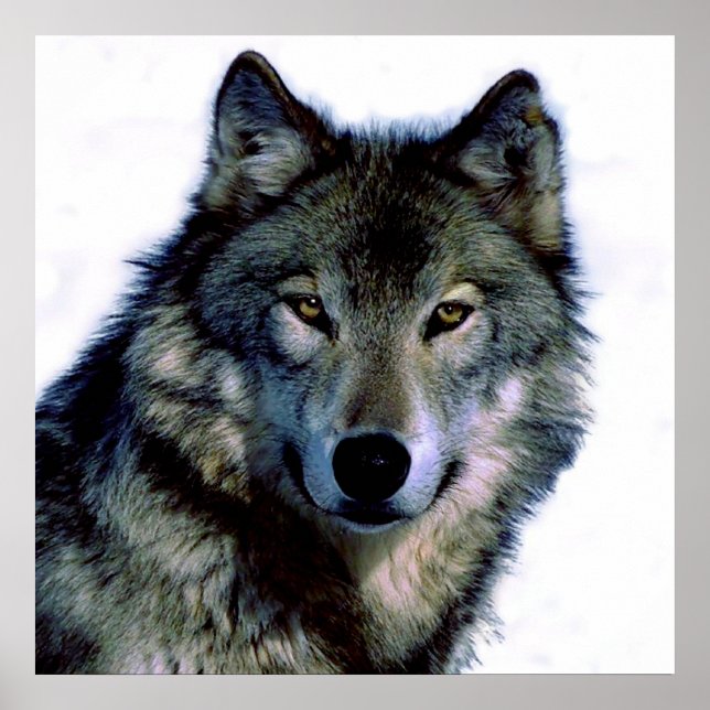 Unique Motivational Freedom Wolf Poster (Front)