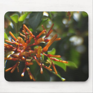 Unique Orange Plant on a Mousepad