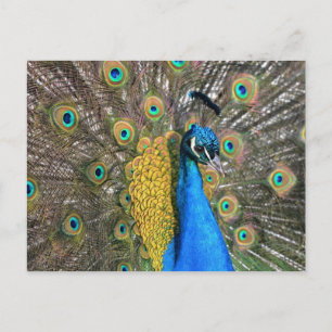 Unique Peacock Postcard