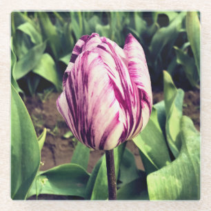 Unique Purple & White Stripe Tulip Glass Coaster