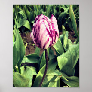 Unique Purple & White Stripe Tulip Poster