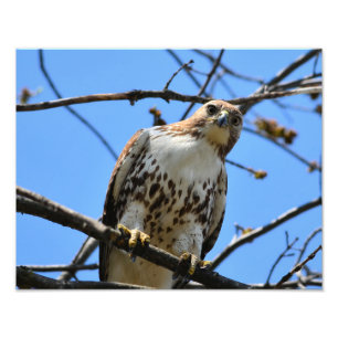 Unique Red-tailed Hawk Photograph