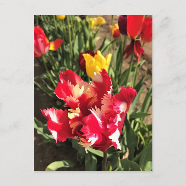 Unique Red & White Tulip Postcard (Front)