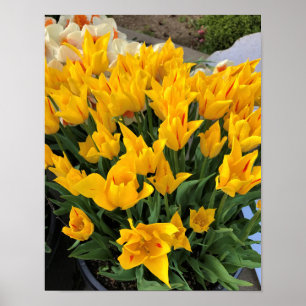 Unique Yellow Tulips Poster
