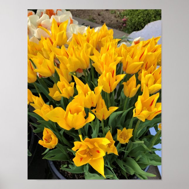 Unique Yellow Tulips Poster (Front)
