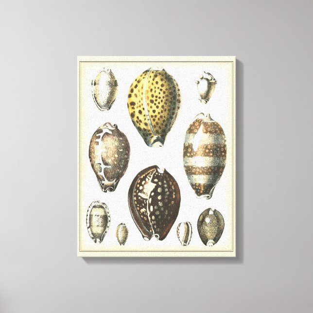 Uniquely Shaped Seashells Canvas Print (Front)
