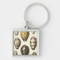 Uniquely Shaped Seashells