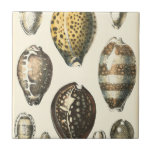 Uniquely Shaped Seashells Tile<br><div class="desc">Lay out on the warm sand and find the hidden treasures! This painting by Kobeit,  he captures the beautiful water life found ashore. Kobeit captures the a beautiful array of sepia toned seashells in a vintage tone. Get your beautiful ocean art today on your next Zazzle product.</div>