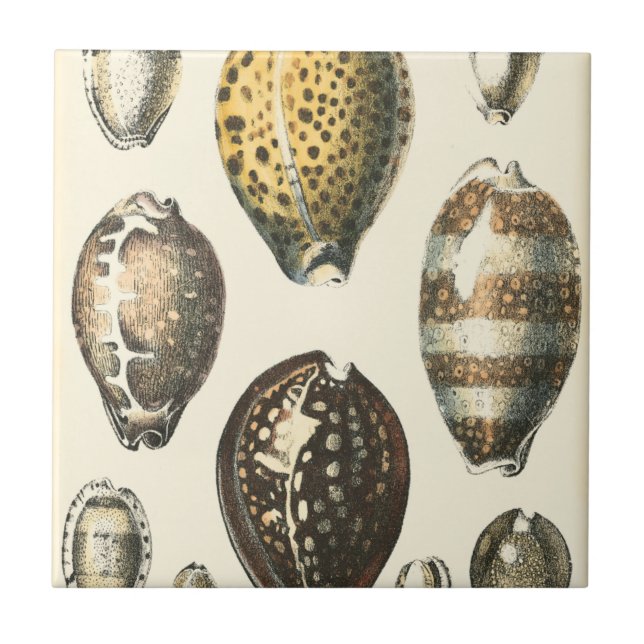 Uniquely Shaped Seashells Tile (Front)
