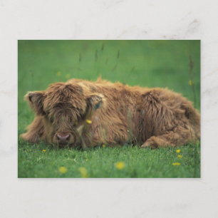 United Kingdom, Scotland. Highland calf Postcard
