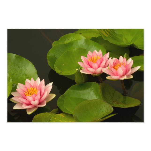 United States, DC, Washington, Kenilworth 3 Photo Print (Front)