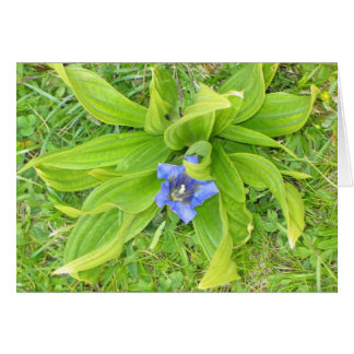 Unknown flower, Alpe di Siusi, Italy