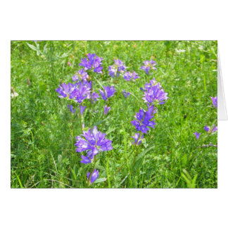 Unknown flowers, Alpe di Siusi, Italy