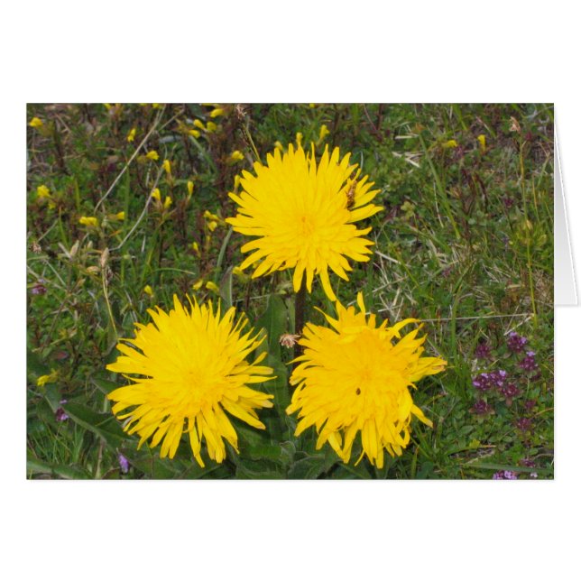 Unknown flowers, Alpe di Siusi, Italy (Front Horizontal)