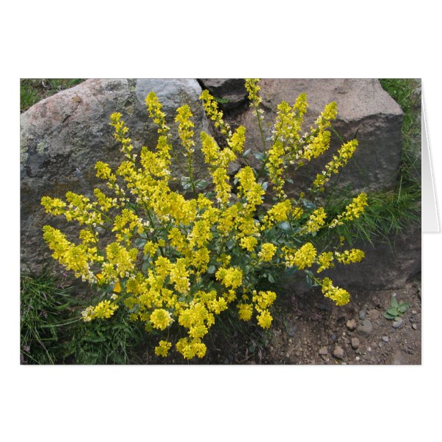 Unknown flowers, Alpe di Siusi, Italy (Front Horizontal)