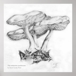 Unknown mushroom pencil illustration square print