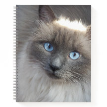 Unlined Spiral Journal-Cat Cover