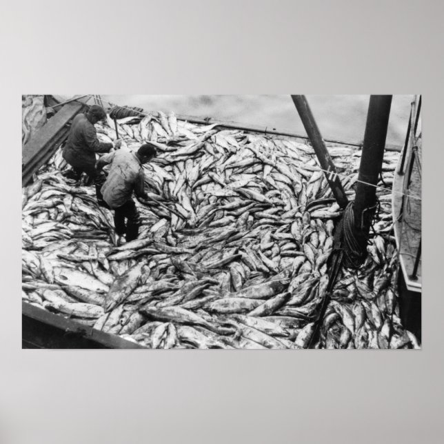 Unloading Salmon from Fishing Boats Photograph Poster (Front)