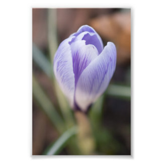 Unopened Crocus Photo Print