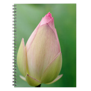 Unopened Water Lily Bulb, Durban Botanical Notebook