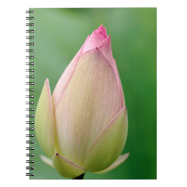 Unopened Water Lily Bulb, Durban Botanical Notebook (Front)