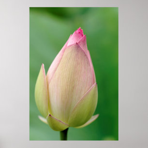 Unopened Water Lily Bulb, Durban Botanical Poster