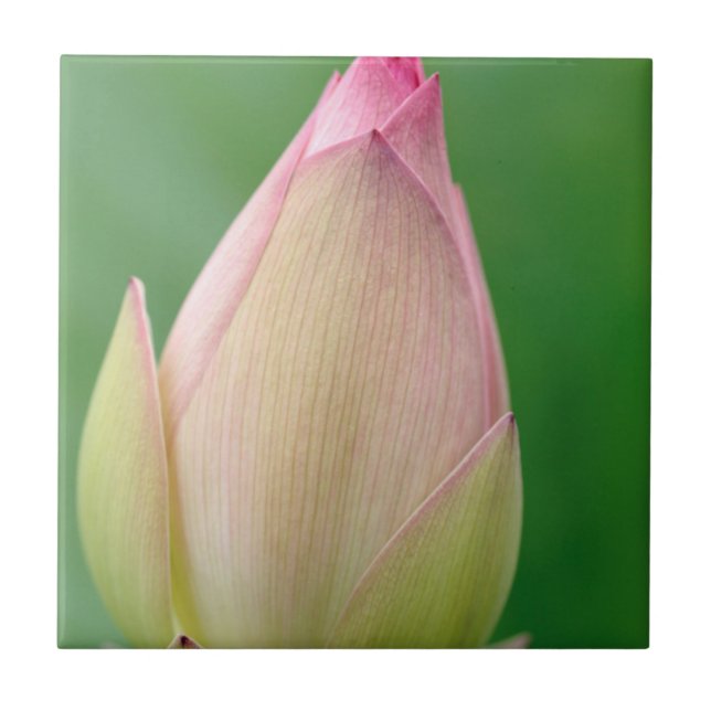 Unopened Water Lily Bulb, Durban Botanical Tile (Front)