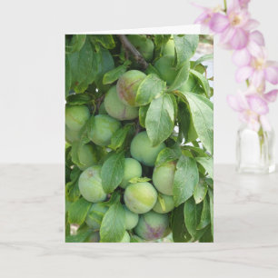 Unripened Purple Plum Tree Card