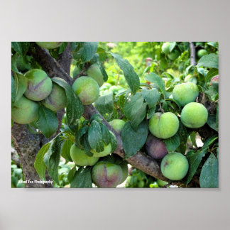 Unripened Purple Plums Poster