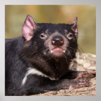 Untamed Spirit Tasmanian Devil
