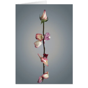Until the last petal...