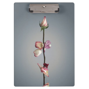Until the last petal... clipboard