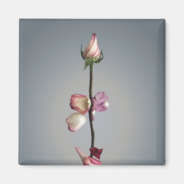 Until the last petal... magnet (Front)